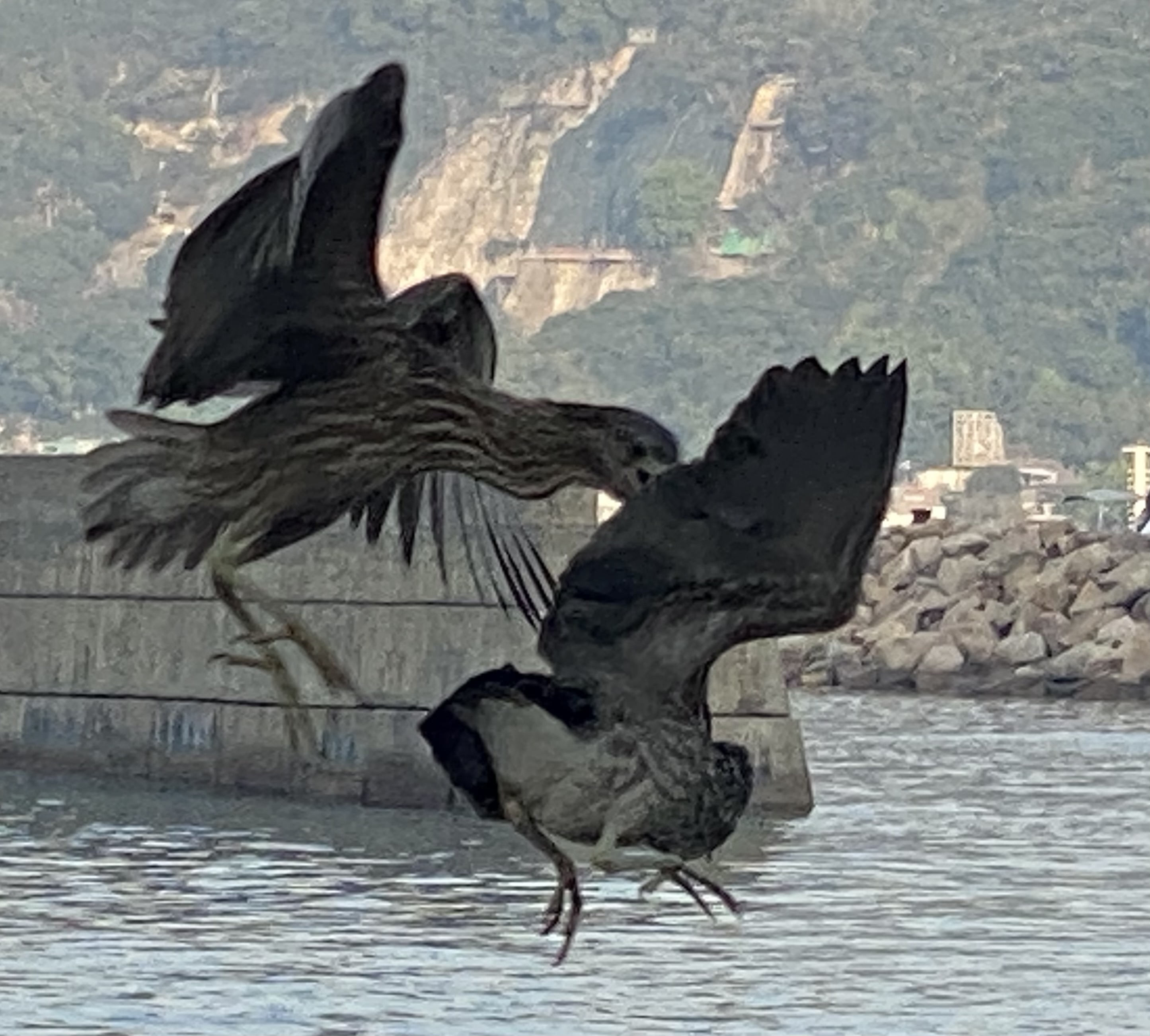 A bird on the left attacking another one on the right.  Both have tan feathers with white streaks and brown wings.  A low concrete wall in water, some rocks and a mountain in the background.