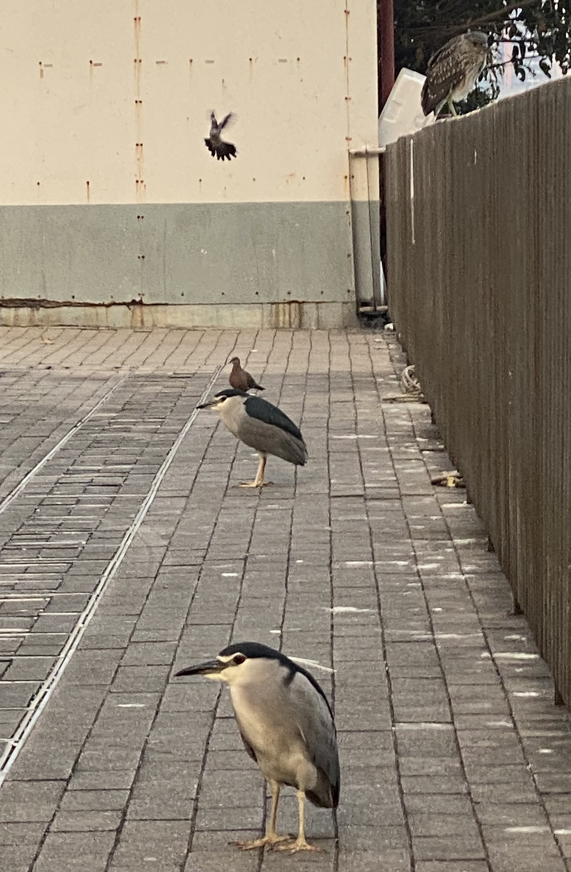 Three herons, a spotted dove stand in a row.  Another spotted dove approaches.