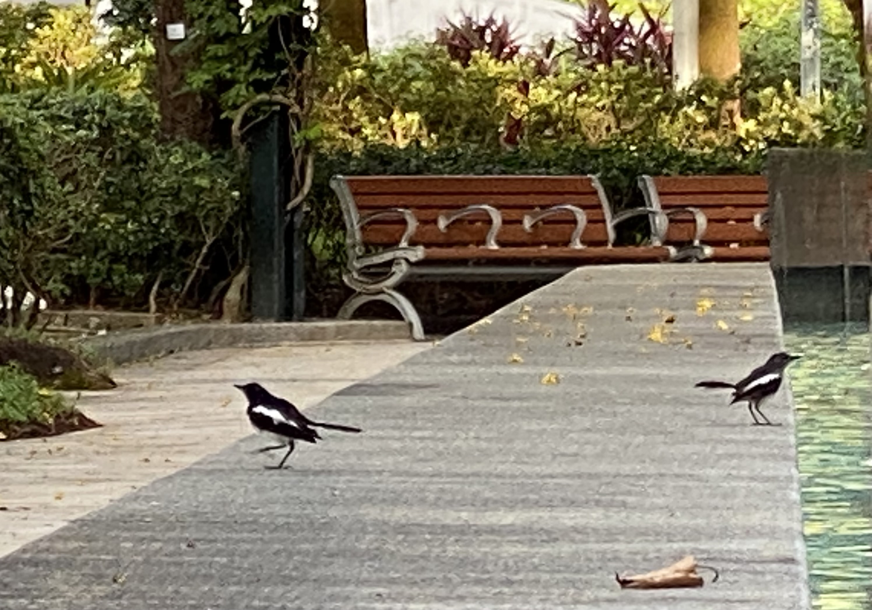 black and white birds in a park