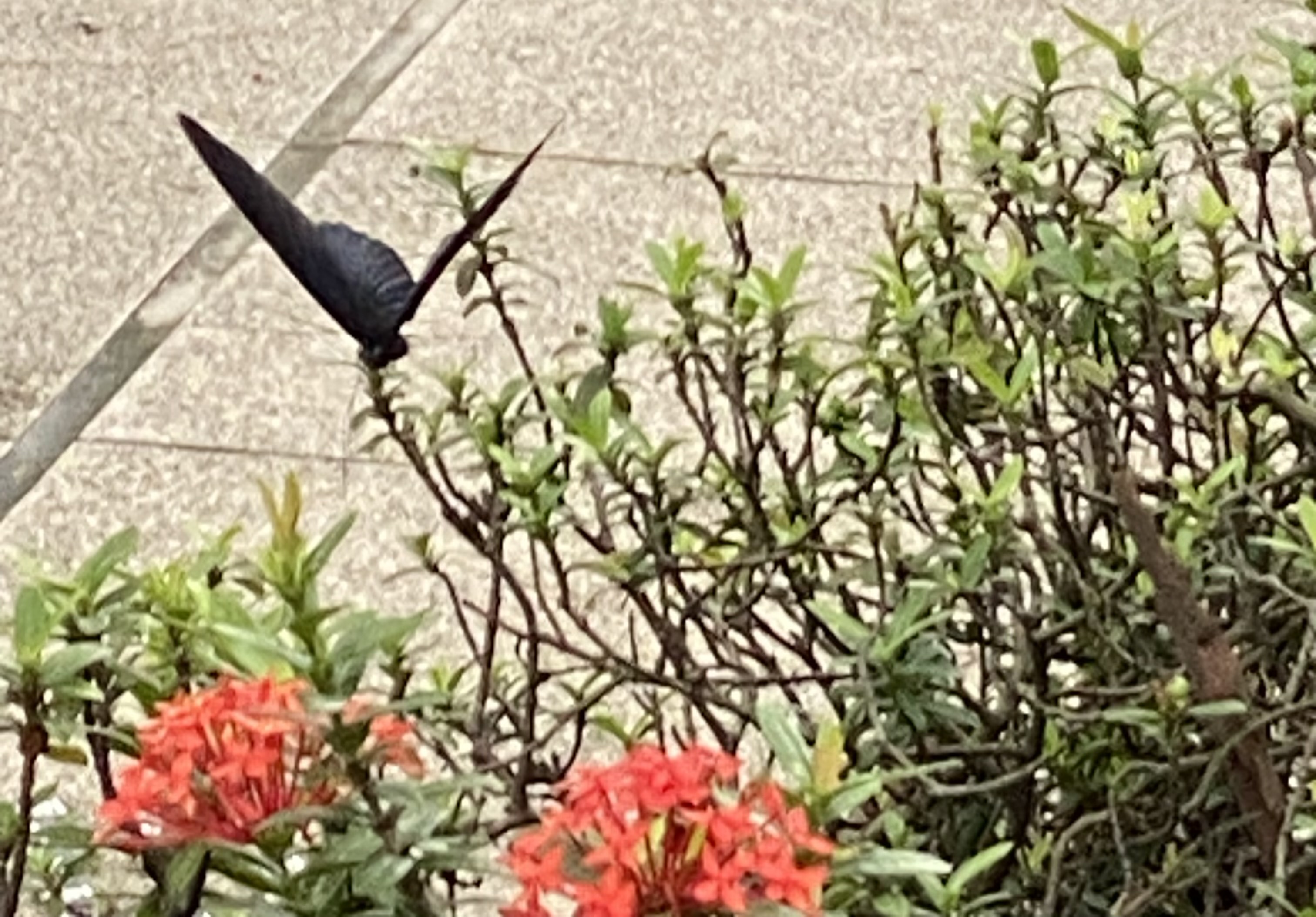 black butterfly on shrub with red flowers