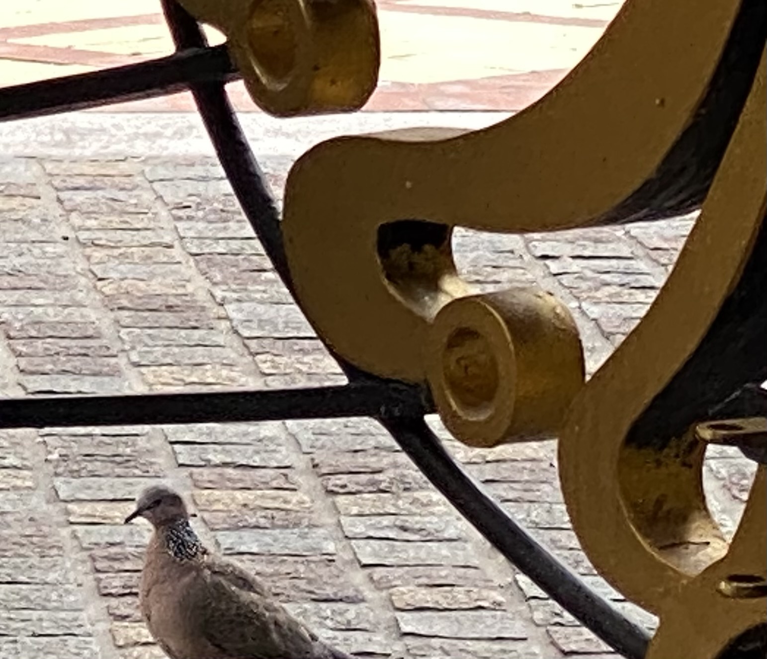 A dove with spots around his neck behind gold colored, curved bars of a gate.