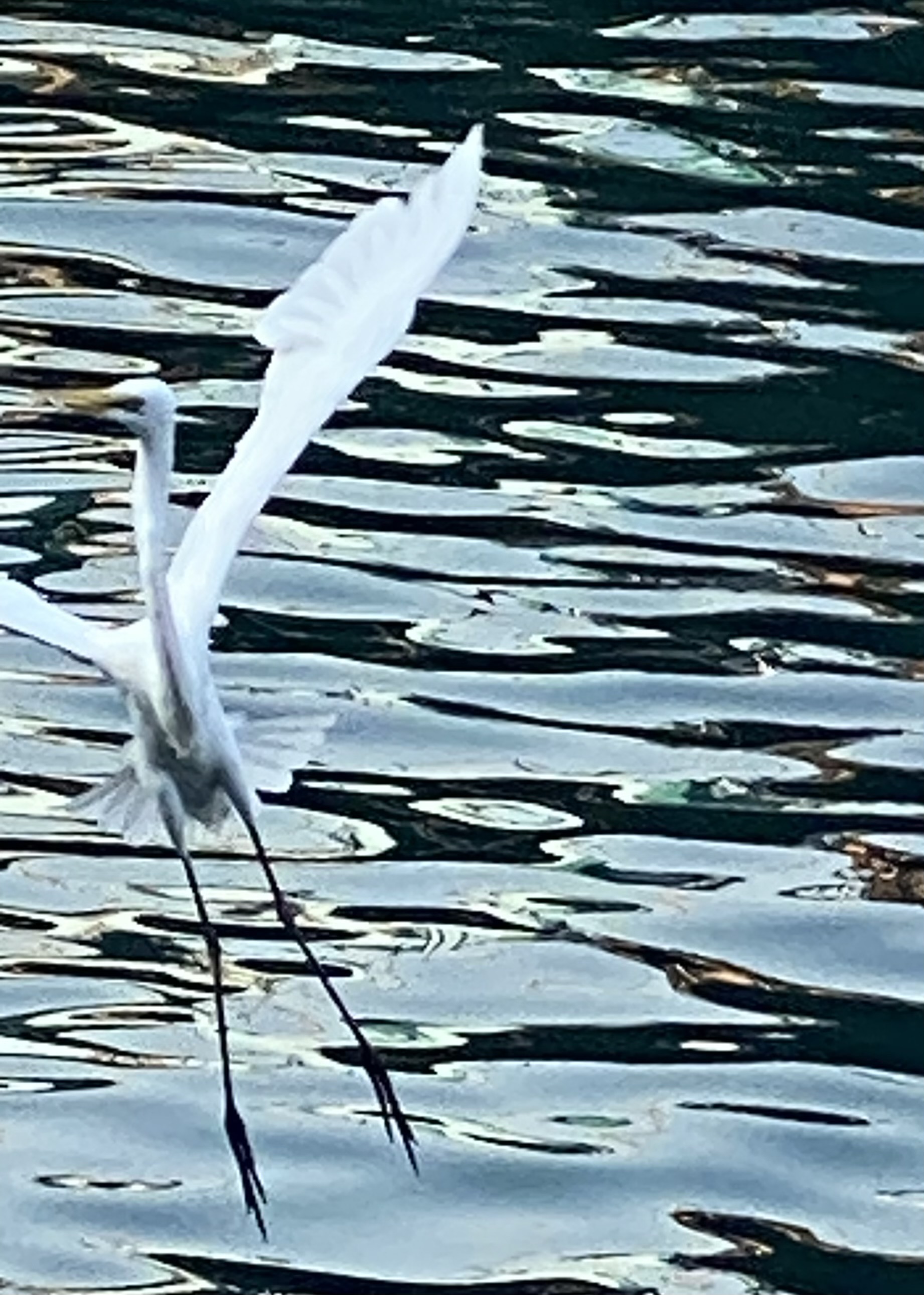 An egret flying over water towards the camera.