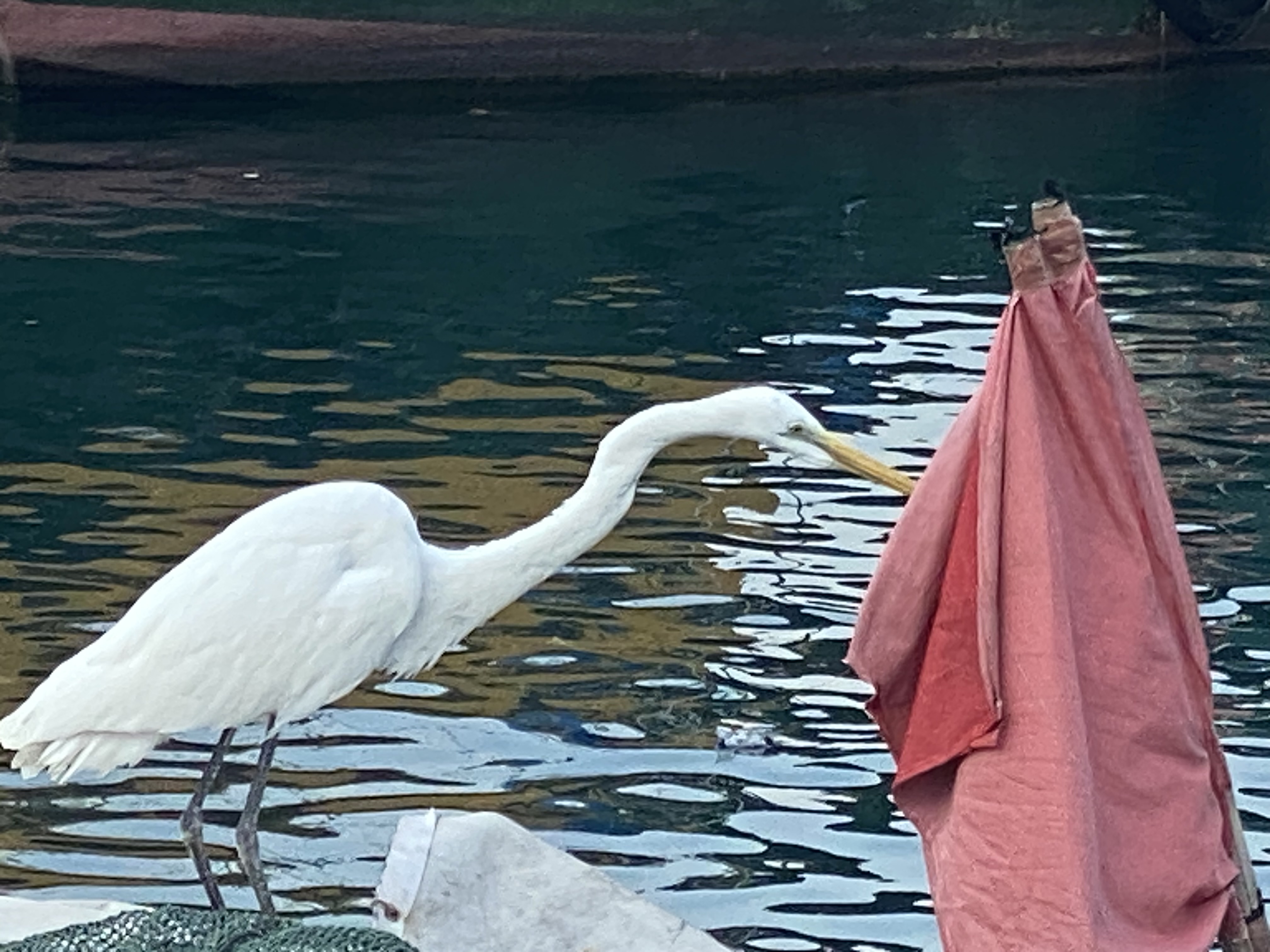 An egret poking their beak into red fabric hanging on two poles.