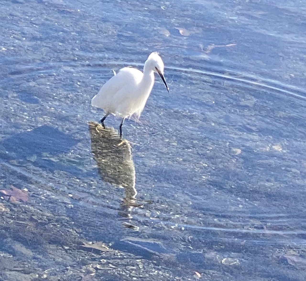 An egret wading in the water, making ripples.