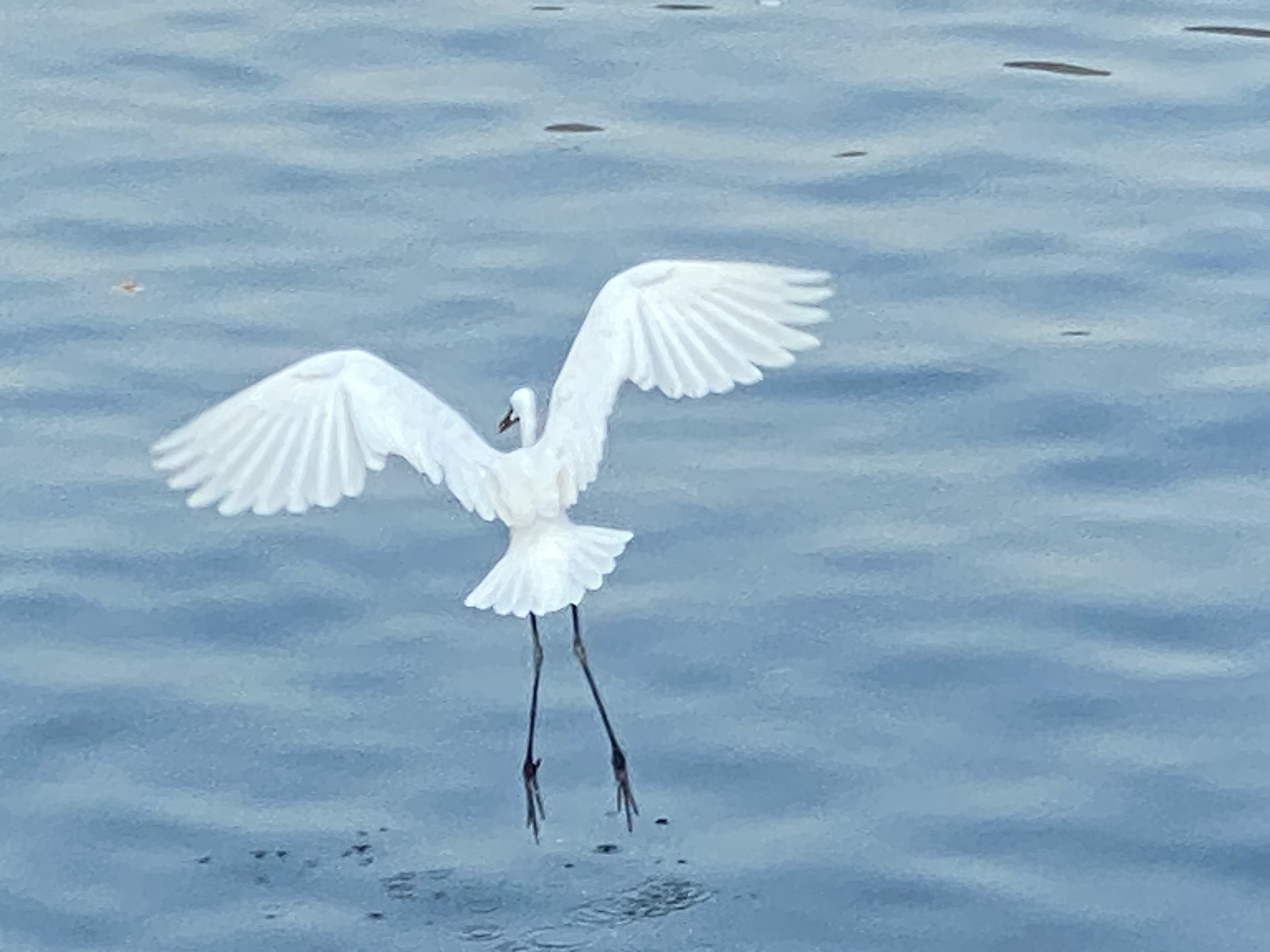 An egret flying away from the camera, legs hanging over water, rows of feathers on their wings, back and tail.