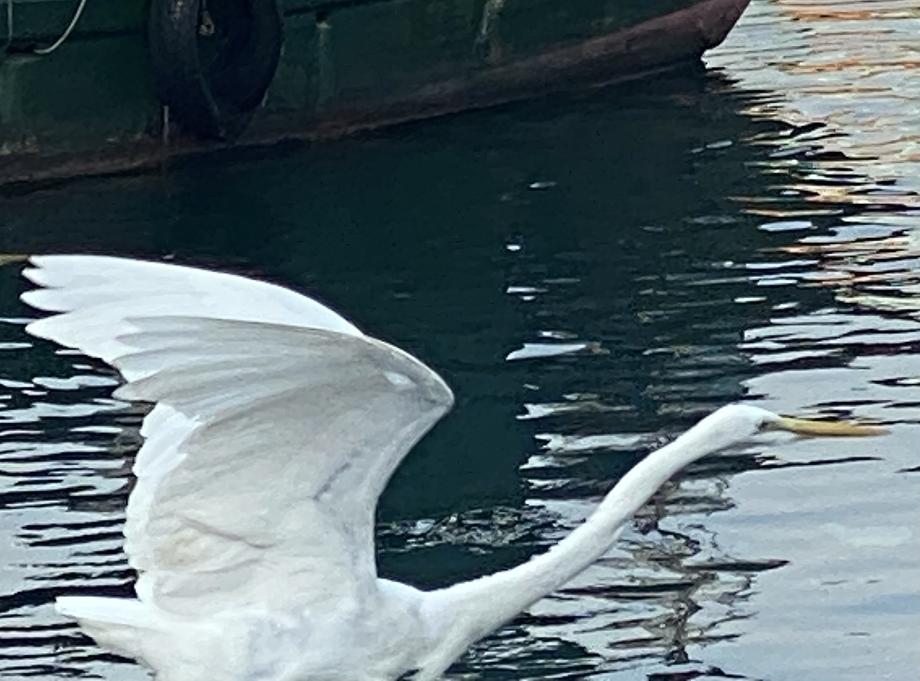 An egret taking off.  A green boat in the background.