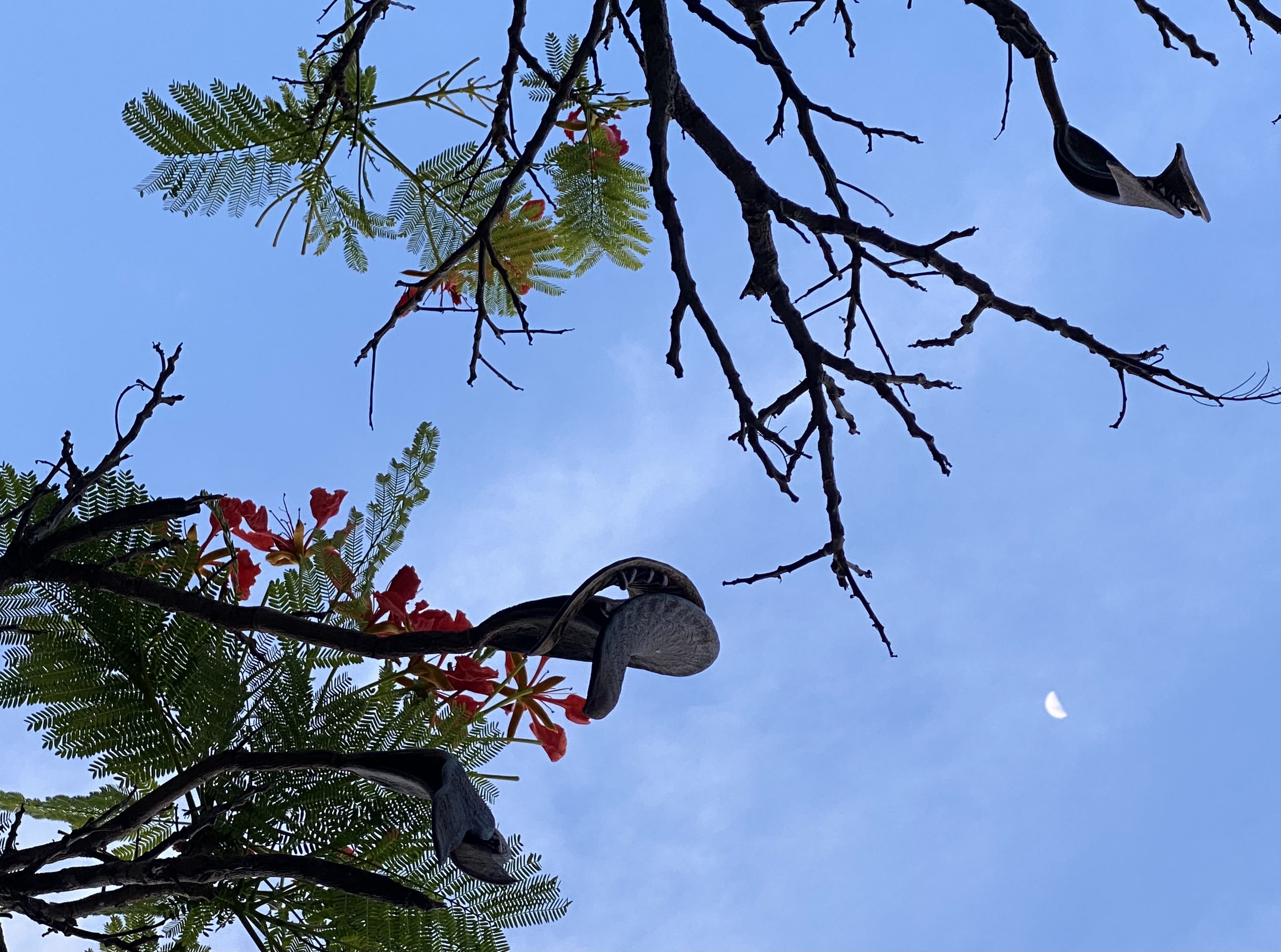 flame of the forest tree with legumes against a light swath of clouds and a half moon