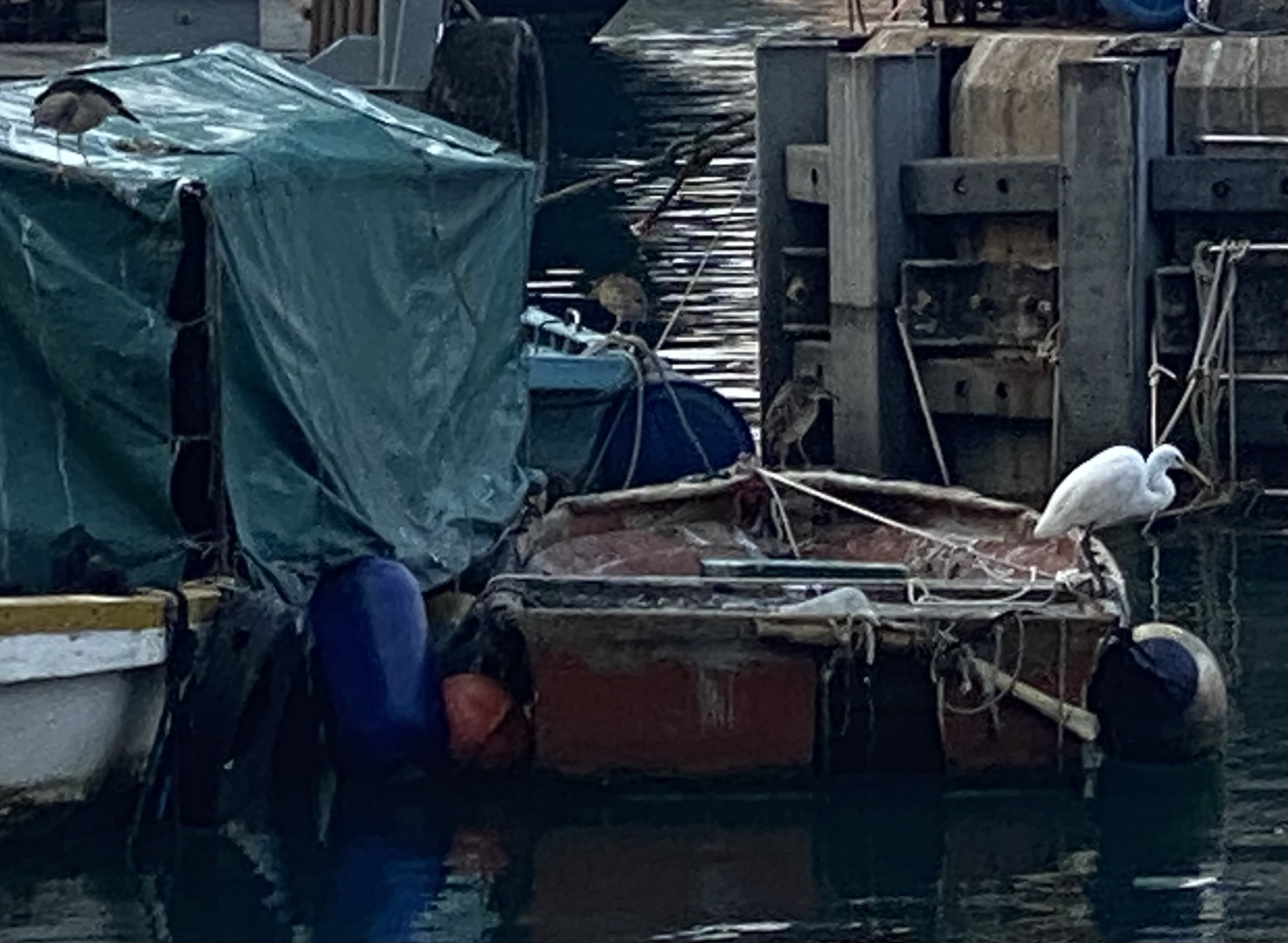 An egret and three herons perched on boats.