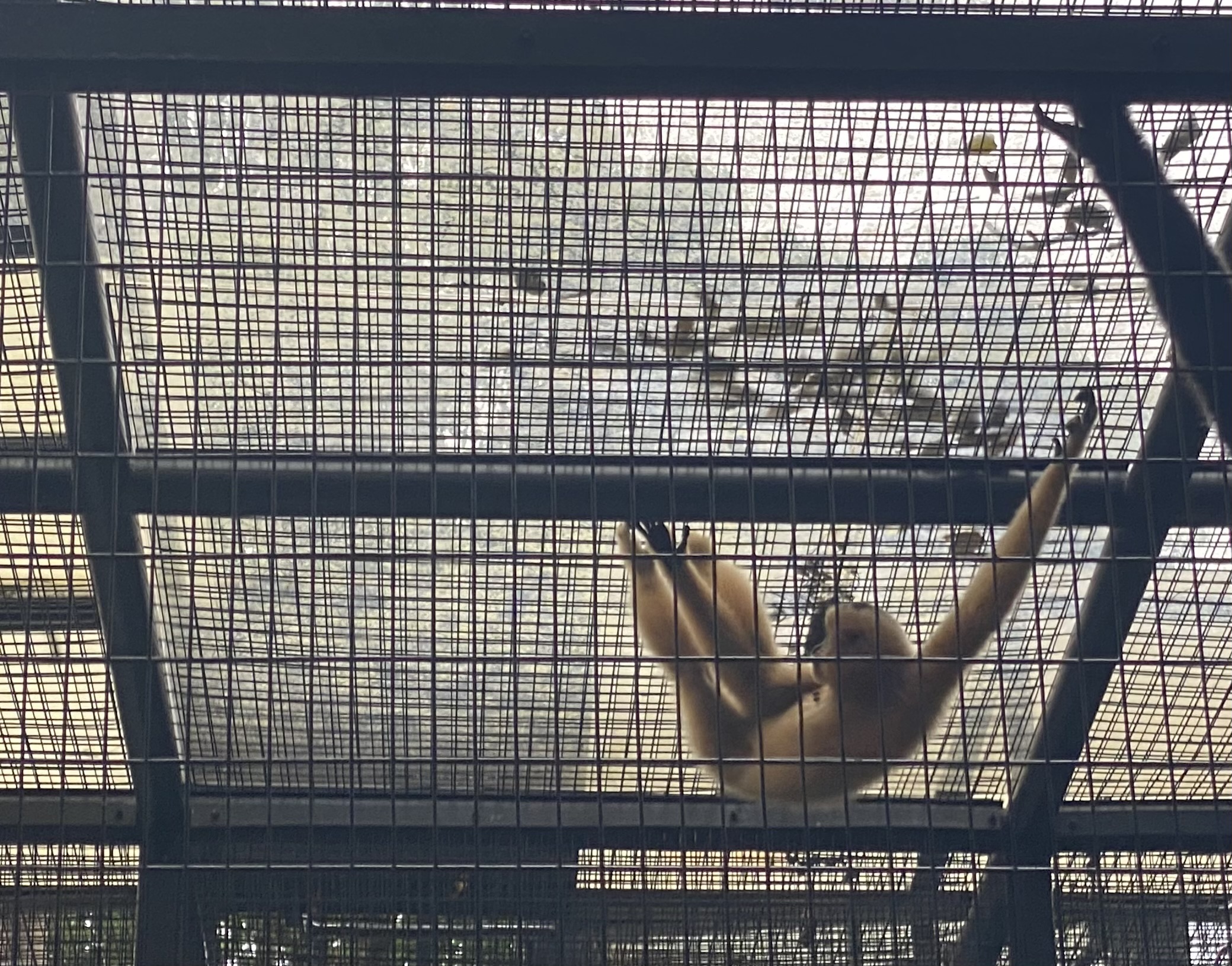 a yellow gibbon climbing upside-down on the roof of a cage