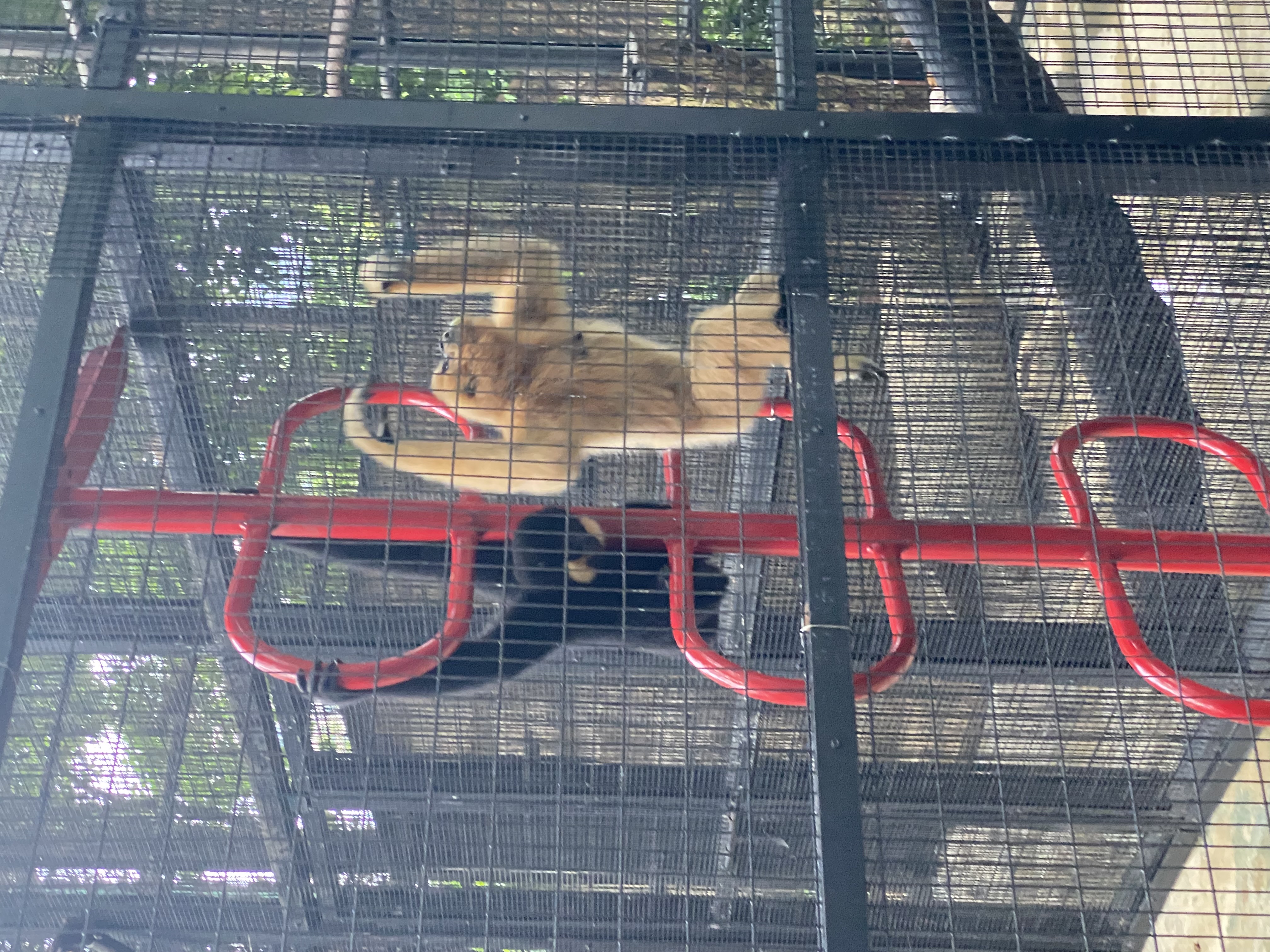 two gibbons climbing up the side of a cage