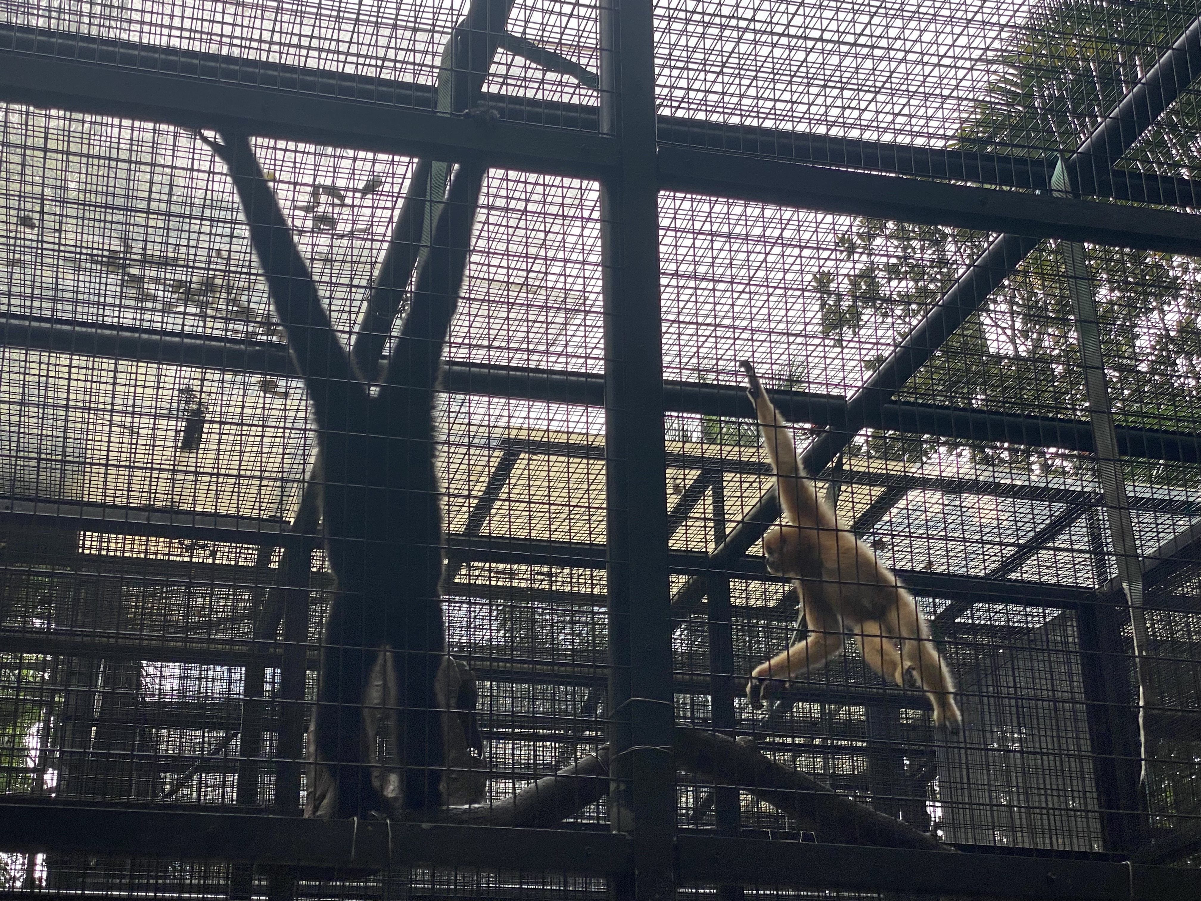 two gibbons swinging on the roof of a cage--the smaller one is black and the larger one is yellow