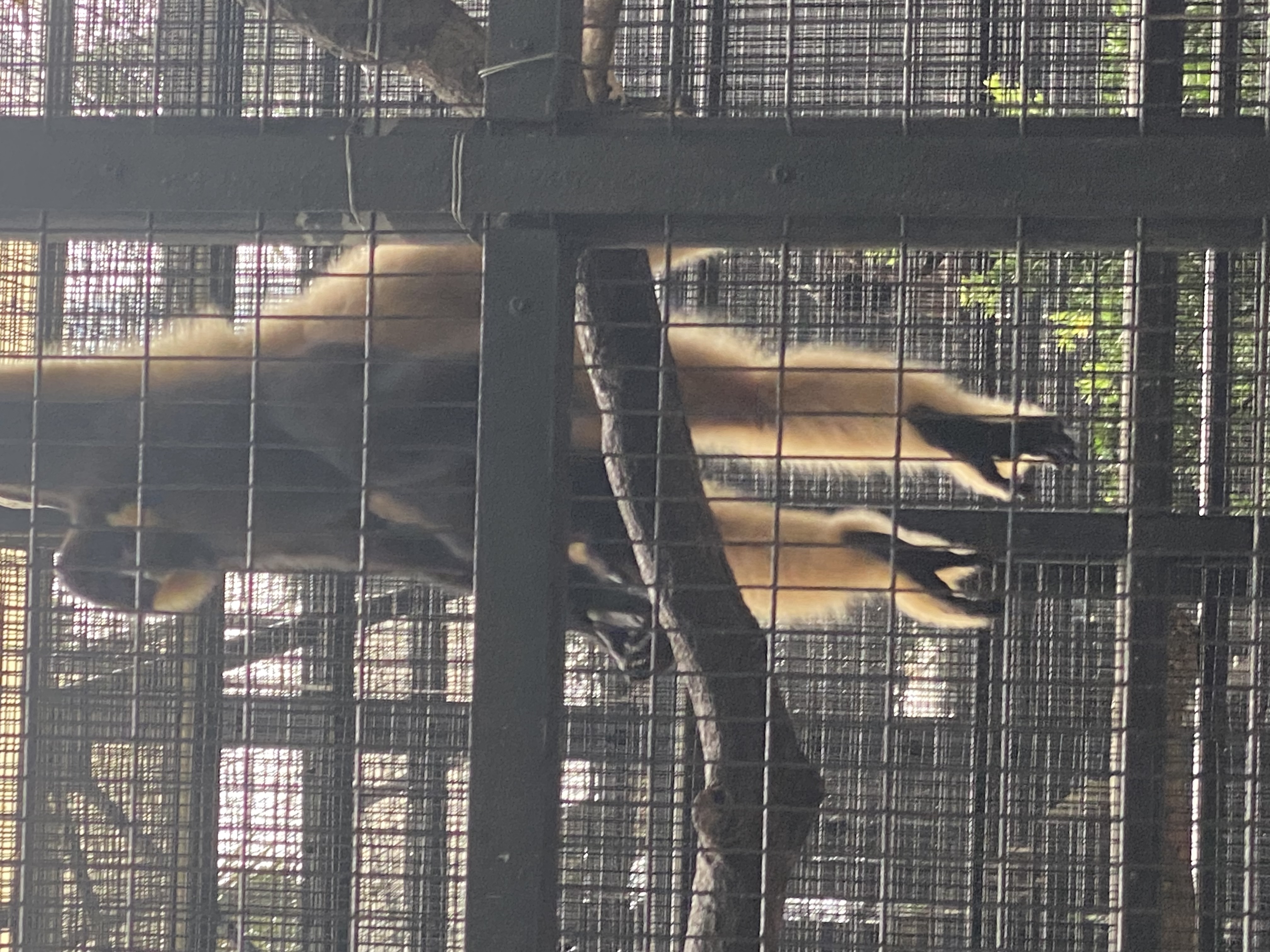 two gibbons swinging together