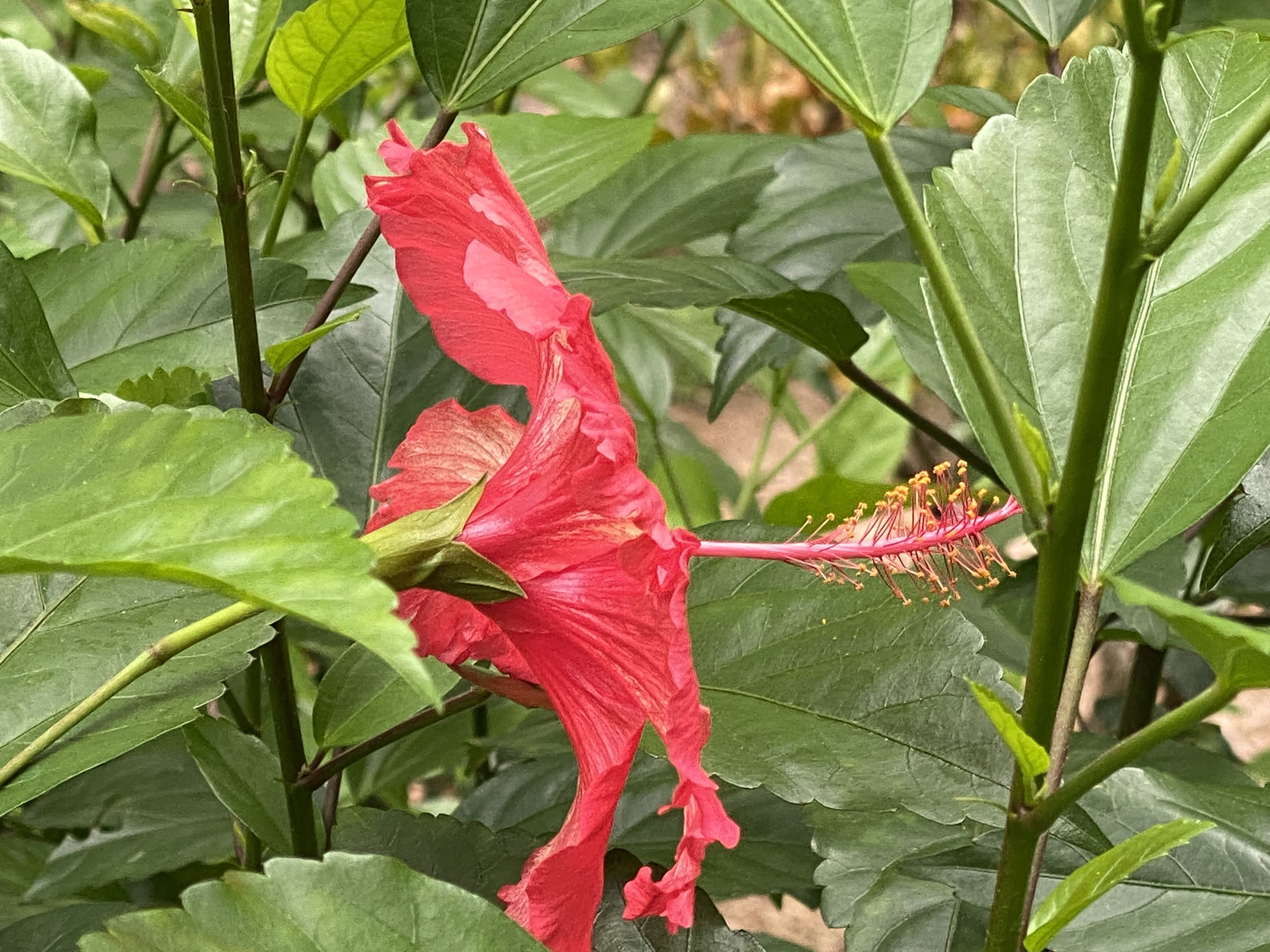 side view of a hibiscus flower