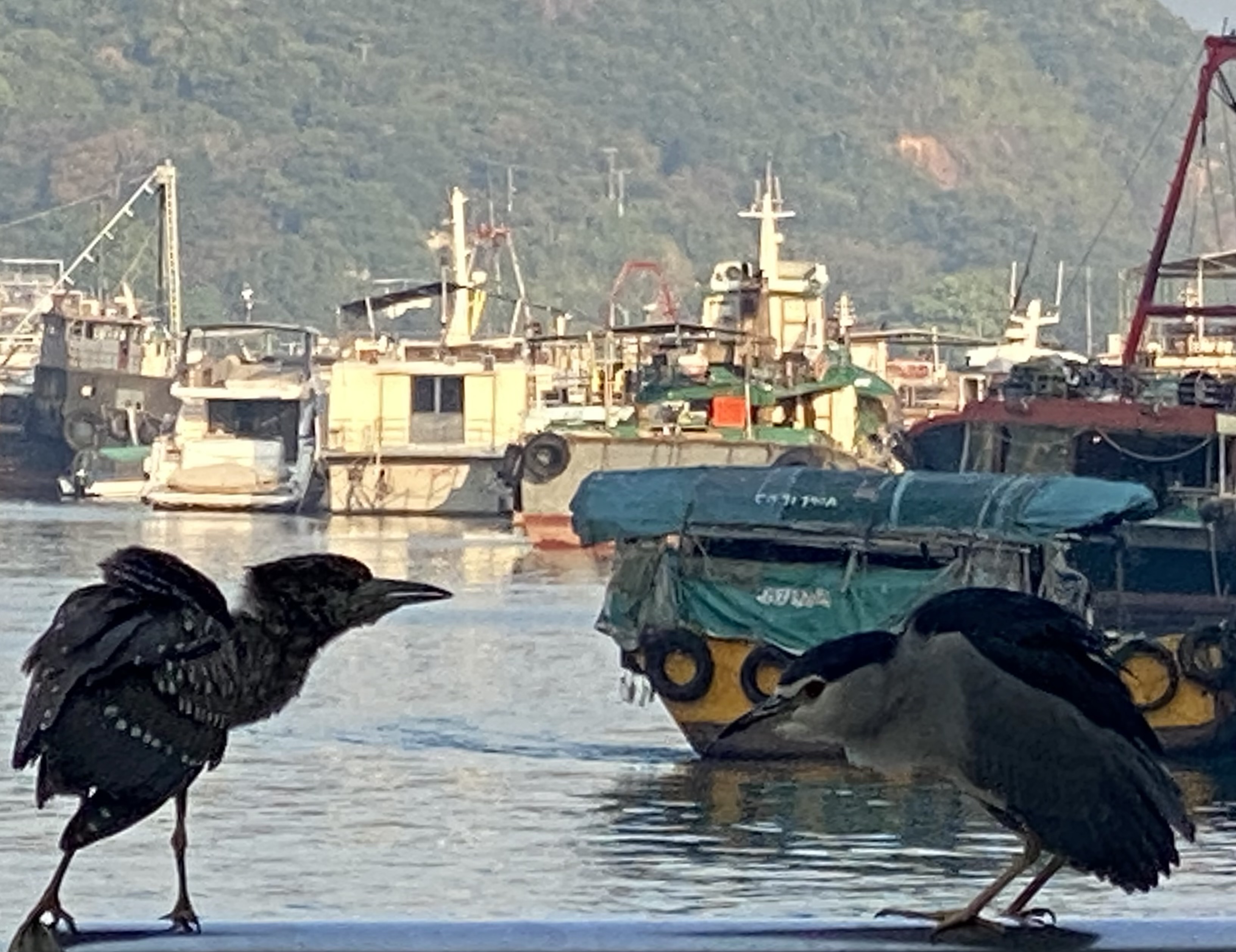 An immature black-crowned heron with fluffed feathers leaning forward, facing a male black crowned heron holding his head low.  Boats in the background.