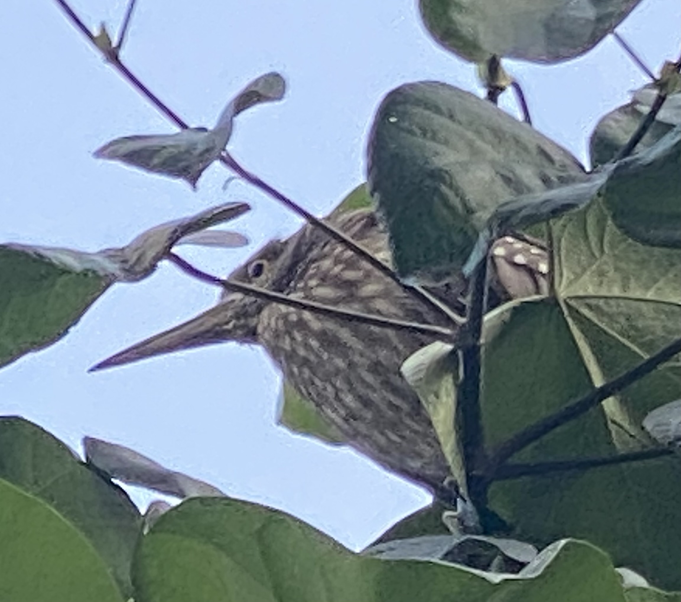 An immature black-crowned night heron behind branches and leaves above the camera.