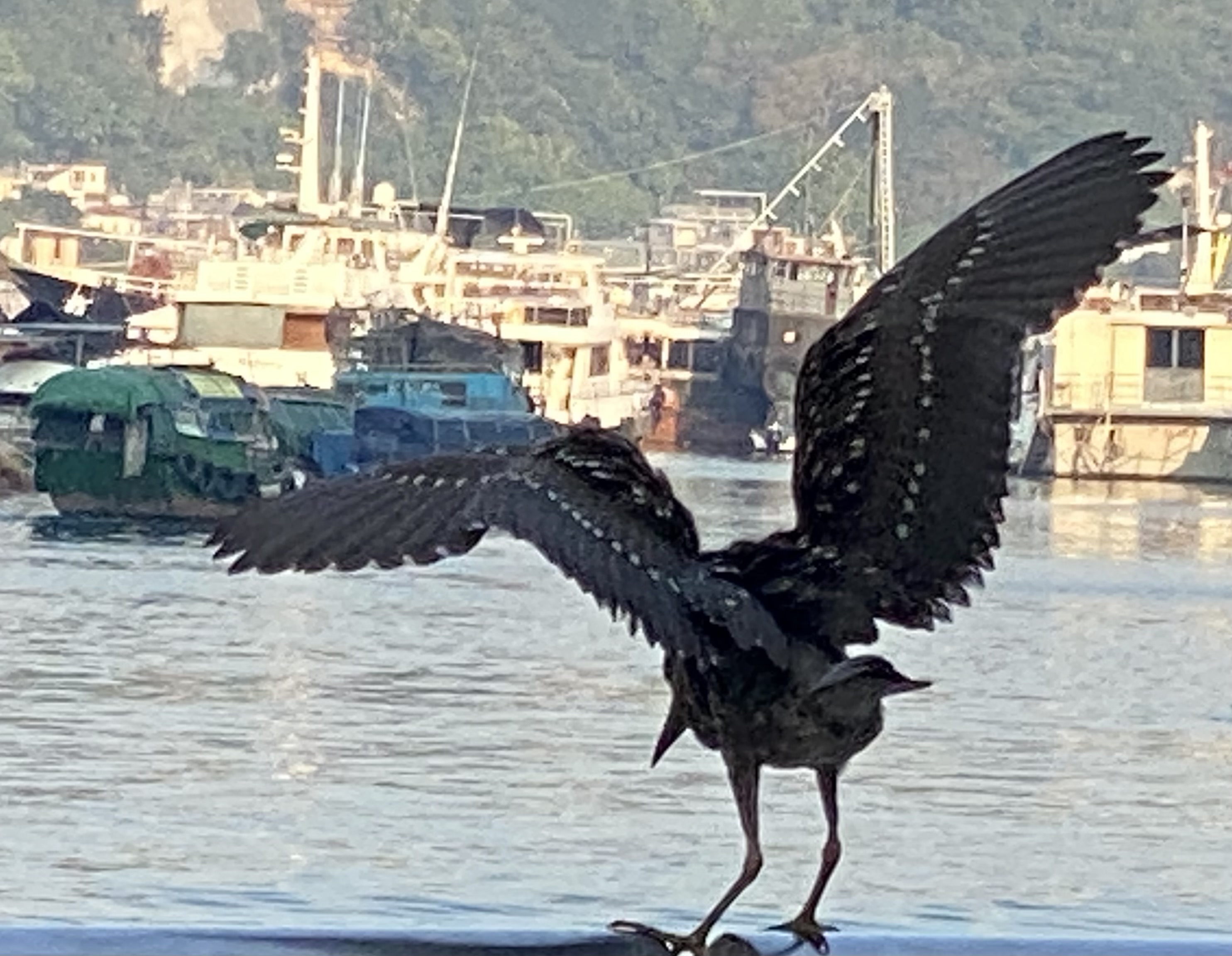 Immature black-crowned heron with two rows of white spots on tan wings standing on a railing, ready to take off.  Boats in the background.