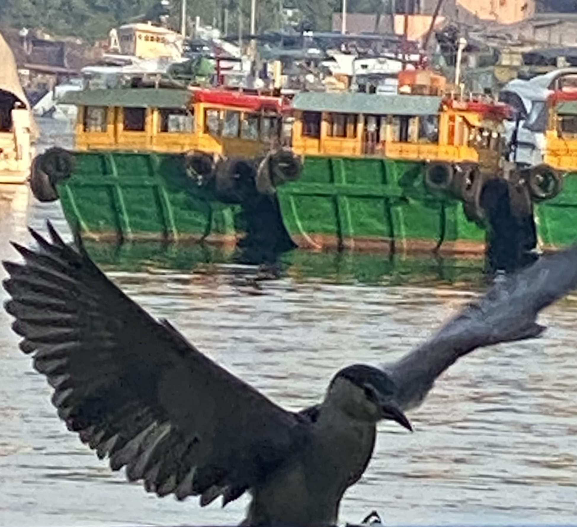 A male black-crowned heron landing on a railing.  Three yellow and green boats in the background.