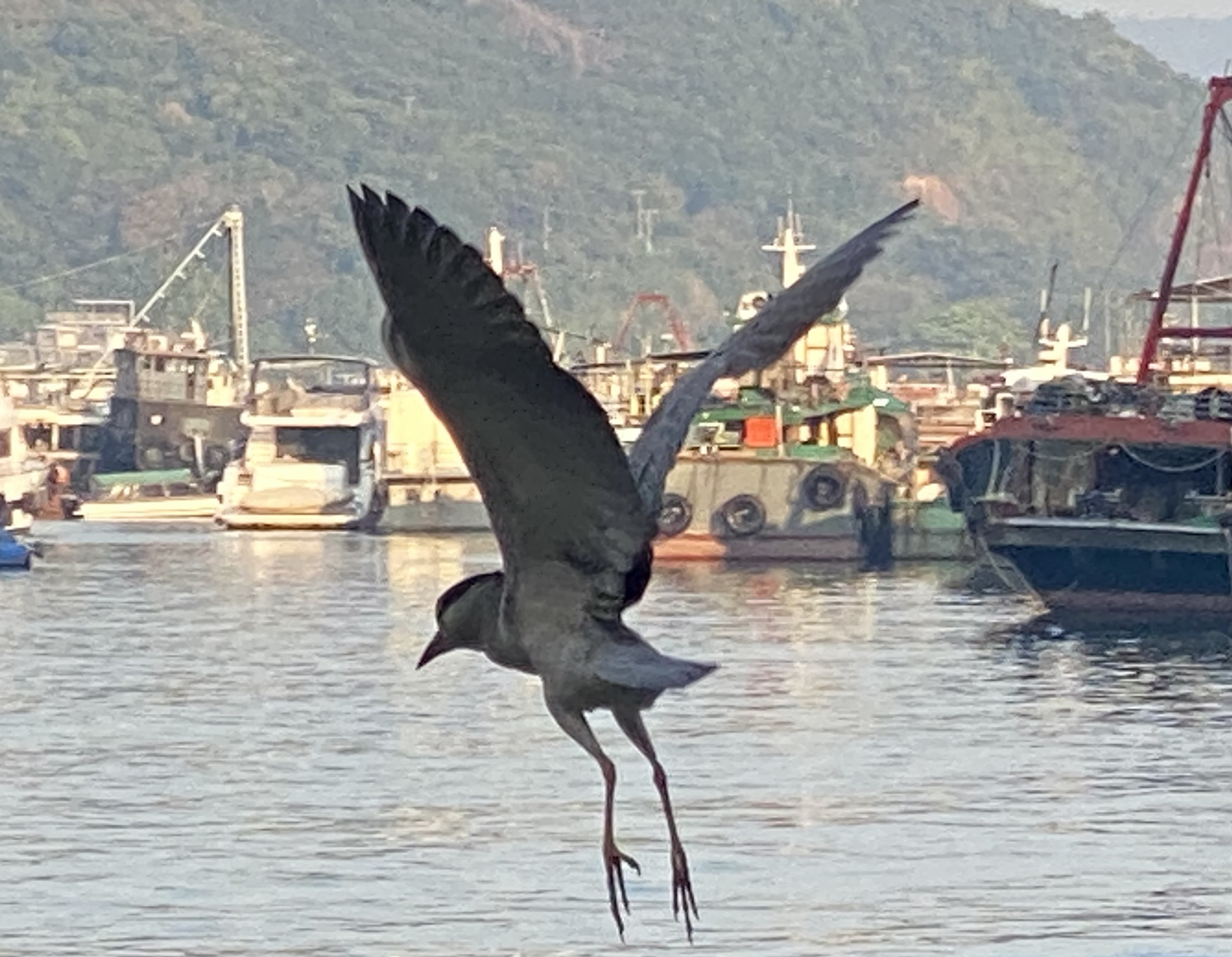 Male black-crowned heron taking off, legs hanging.  Boats in the background.