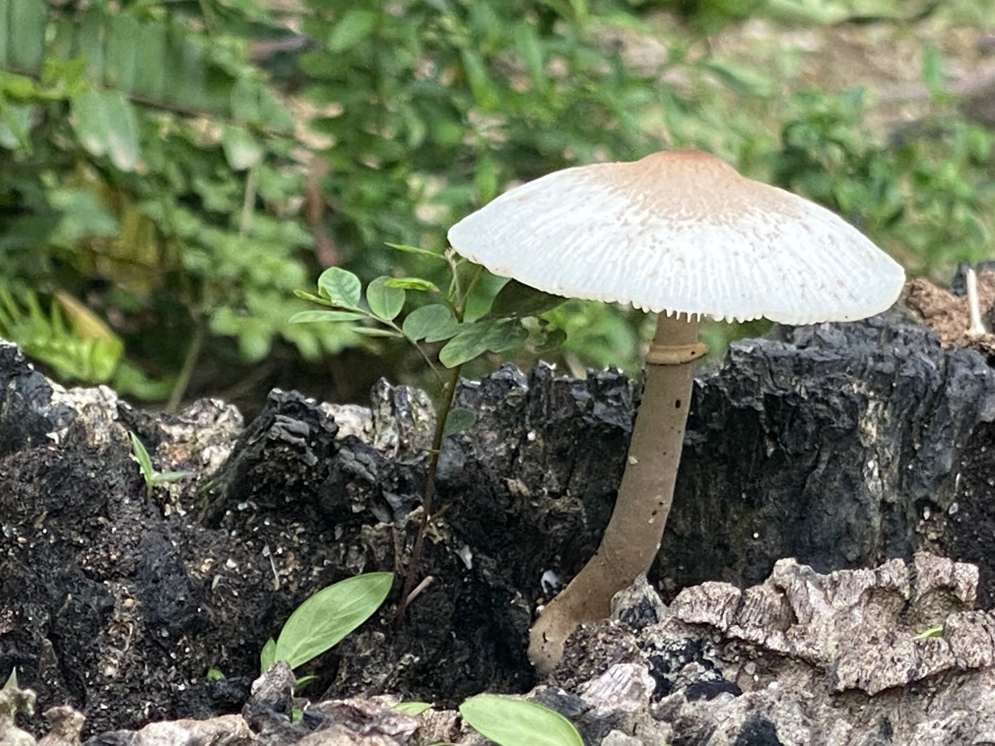 close-up of mushroom growing from charred wood