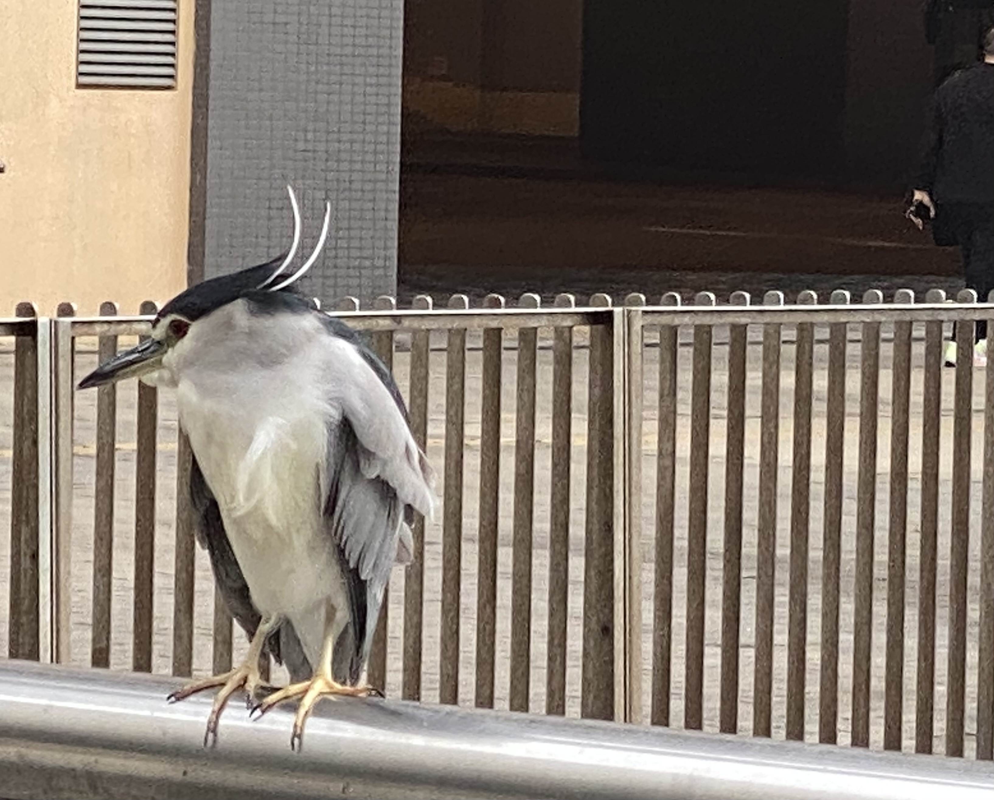 Closeup daytime profile shot of black-crowned night heron on a railing.