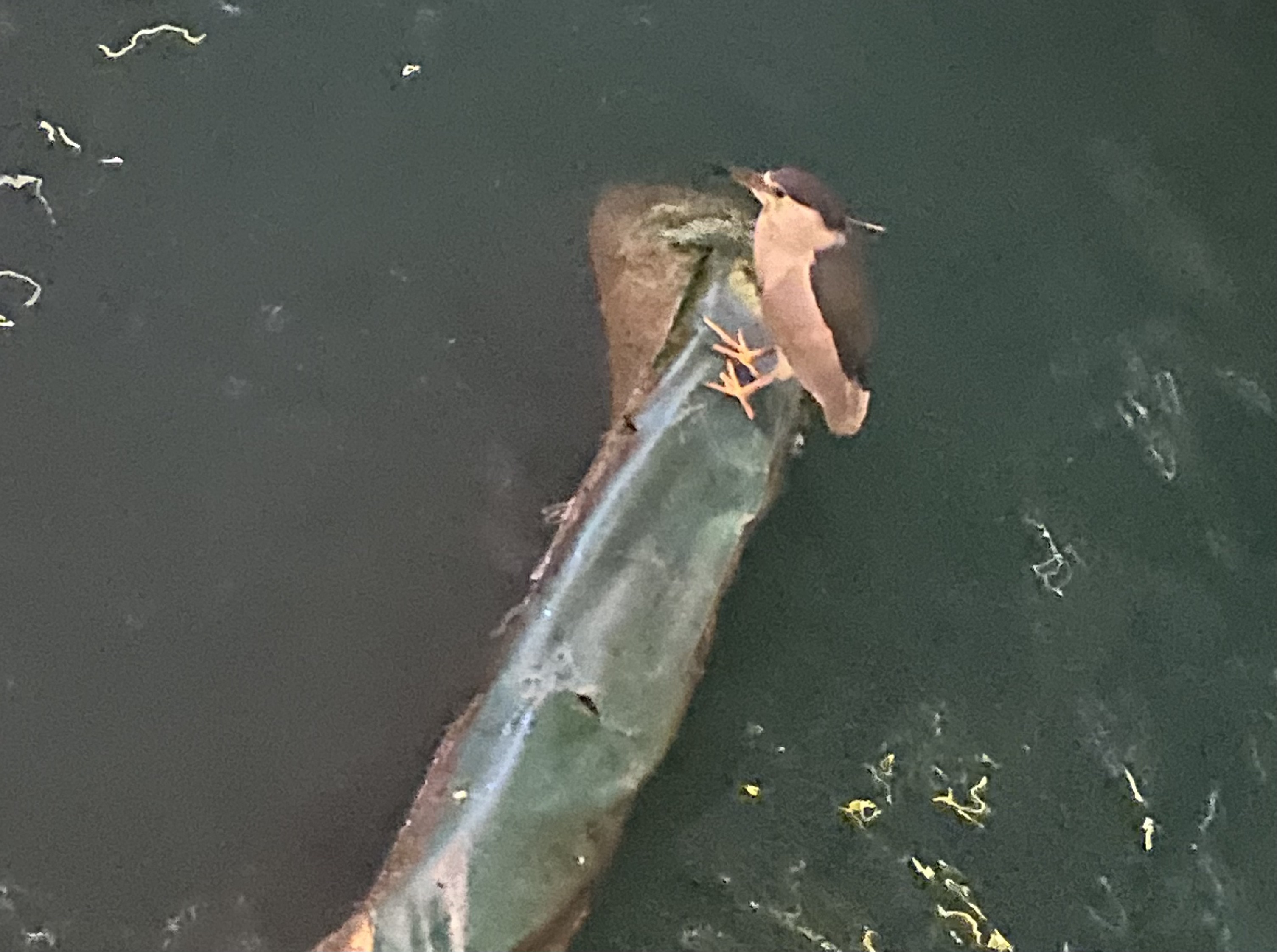 Black crowned night heron on a pier footing