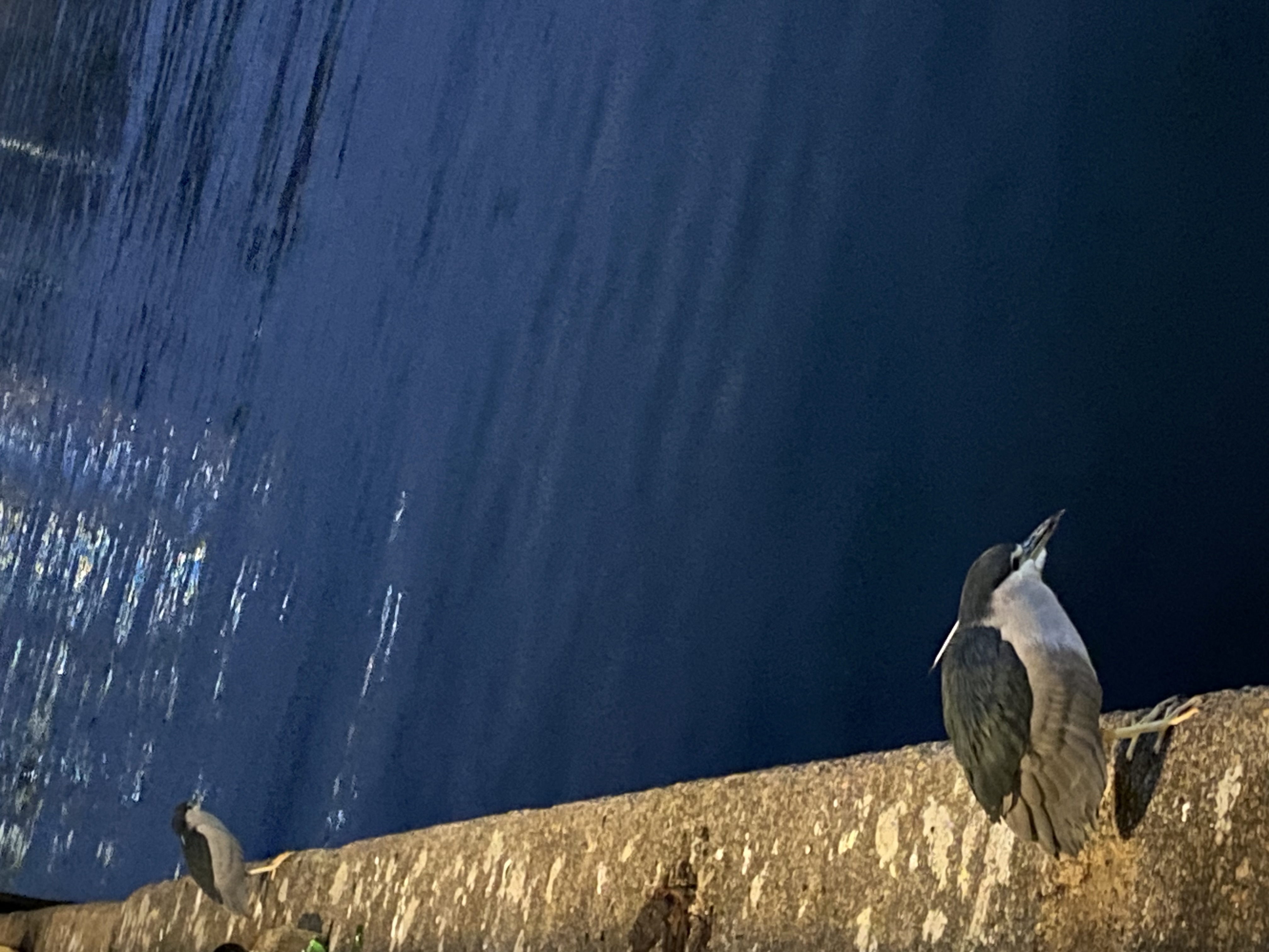 Two black-crowned night herons in profile on a pier at night.  Light is reflecting off the water.