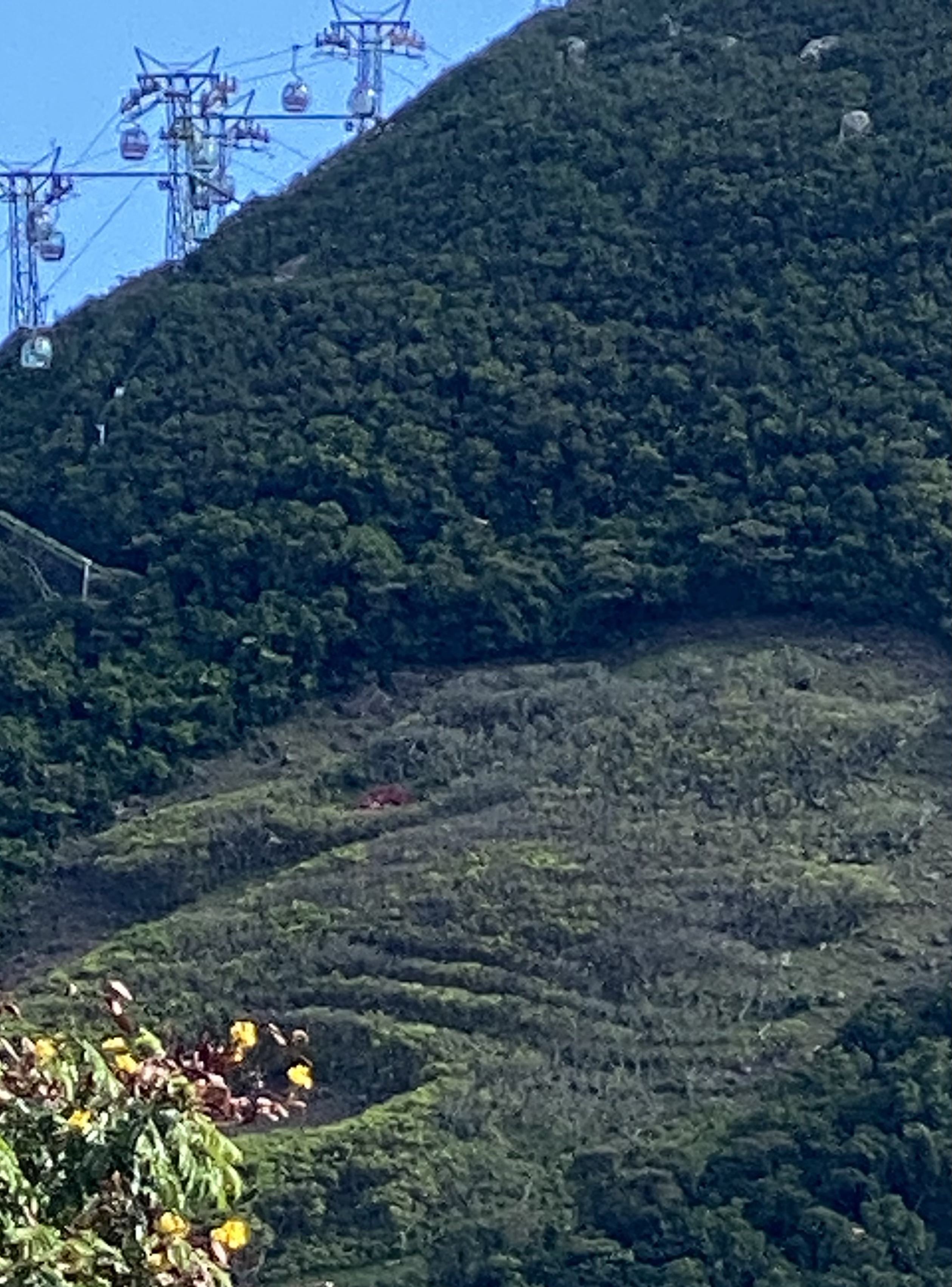 cable cars and seahorse-shaped Ocean Park logo made with yellow banyan trees on a hill