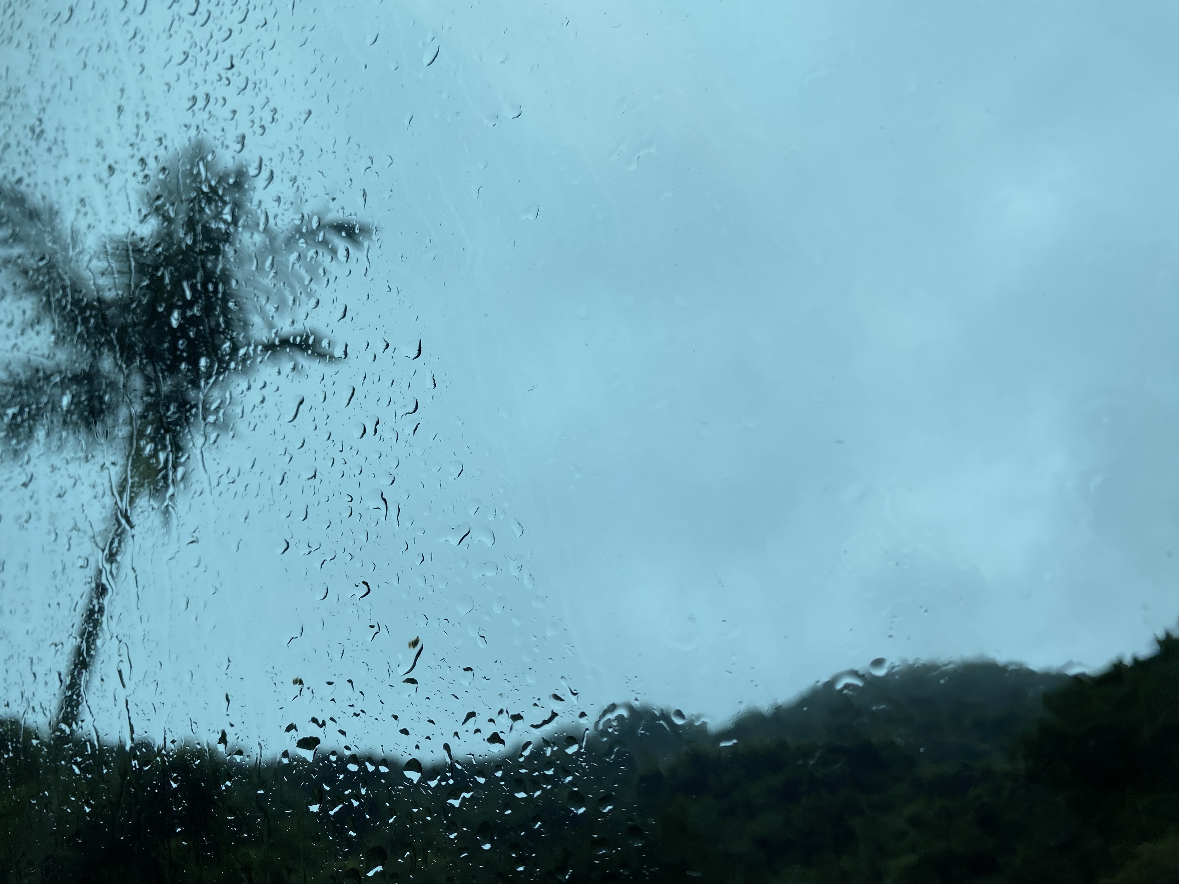 a palm tree behind a window with raindrops