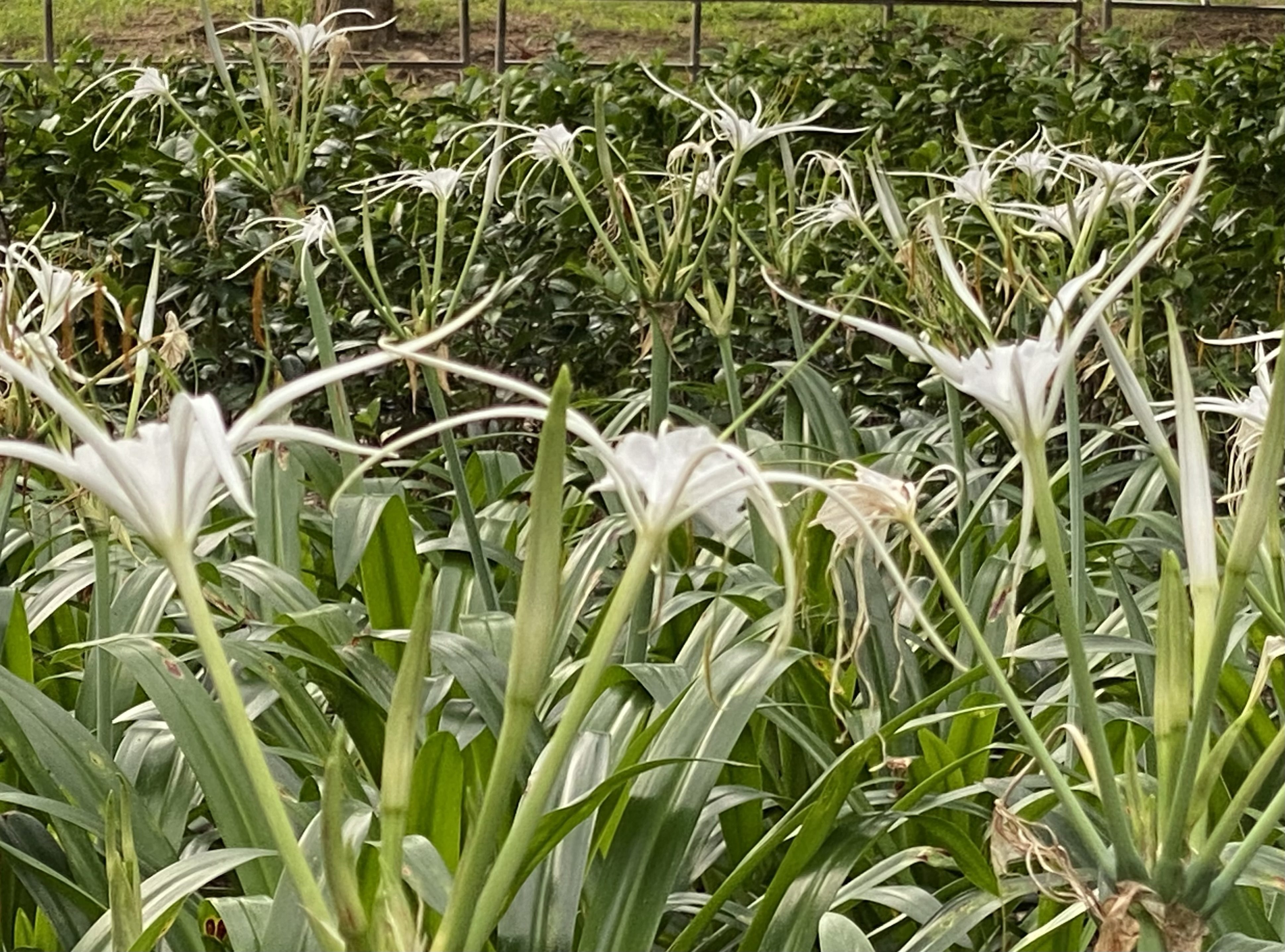 white spider flowers