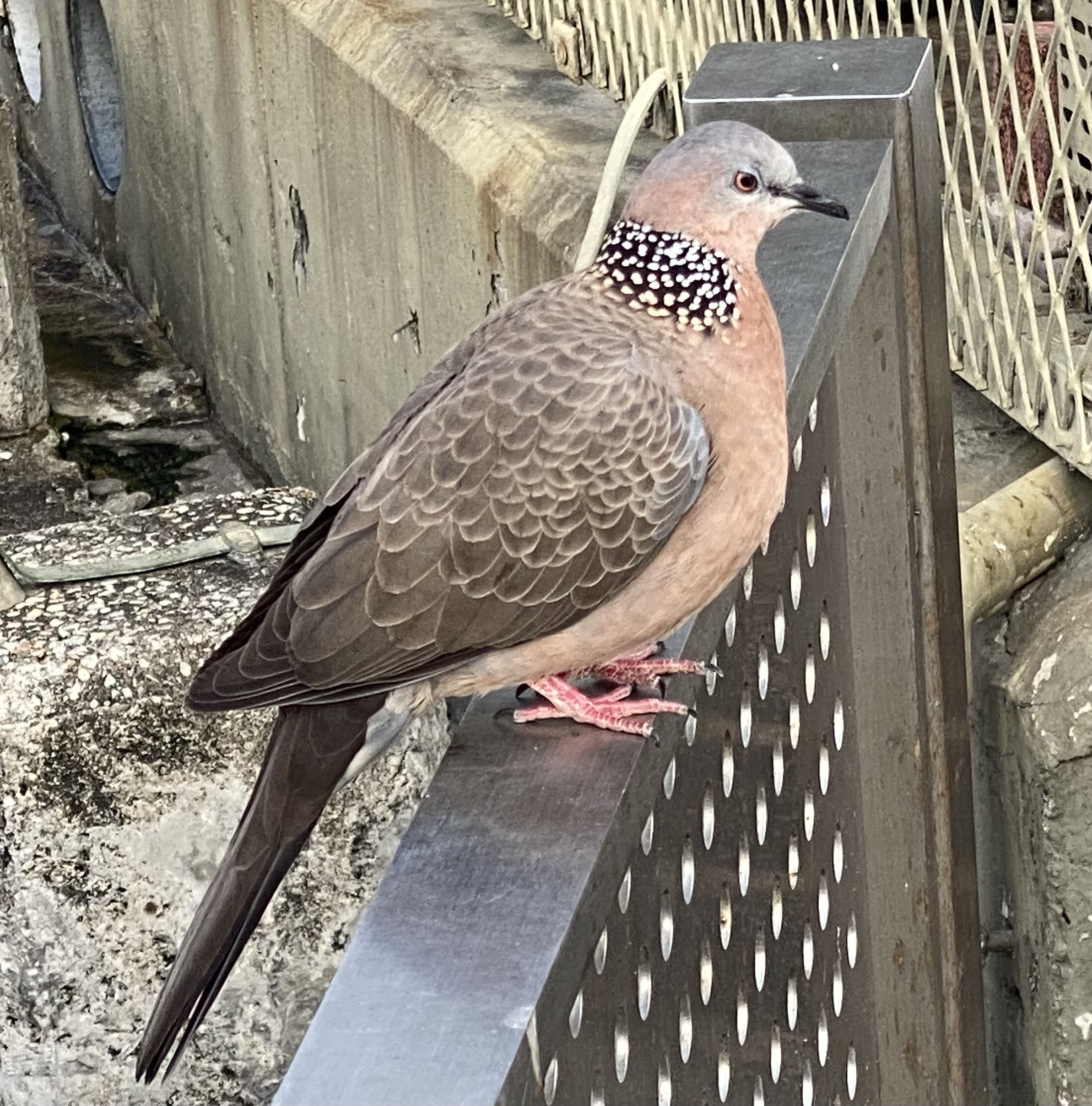 Spotted dove standing on metal gate.  The top of their head is light gray, light reddish brown neck and breast, tan and brown wings, brown tail, red feet