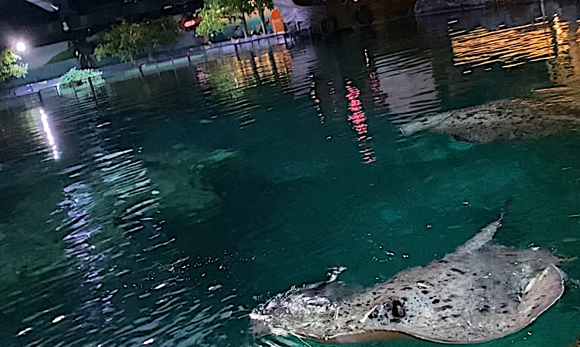 manta ray on the surface of a pool