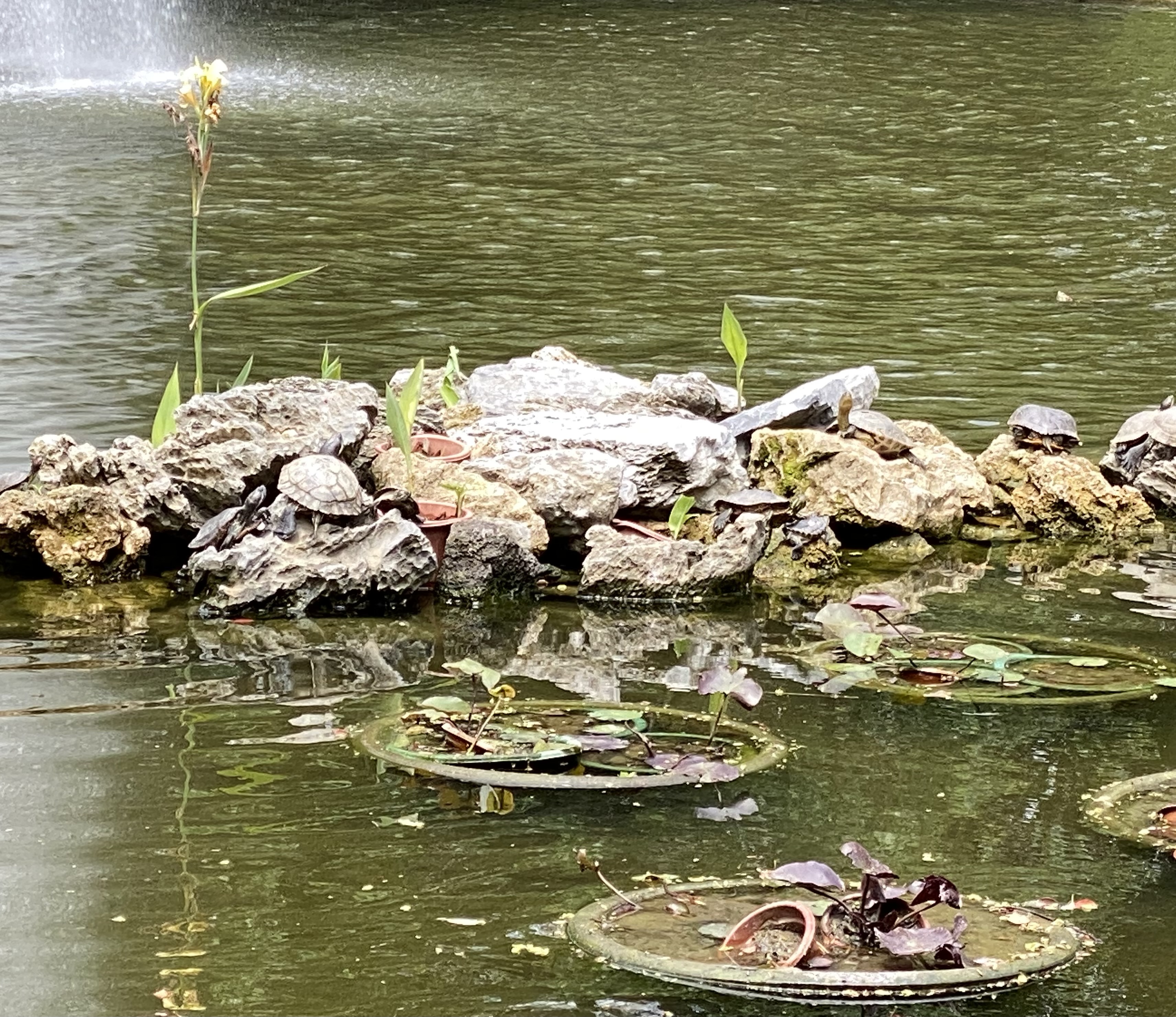 turtles sunning on rocks in a pond with circular concrete planters and lily pads