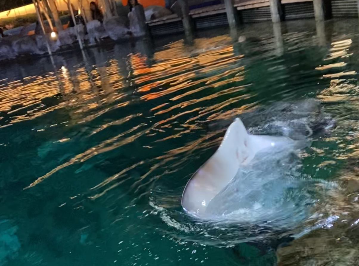 manta ray perpendicular to surface of a pool, showing its mouth and underside