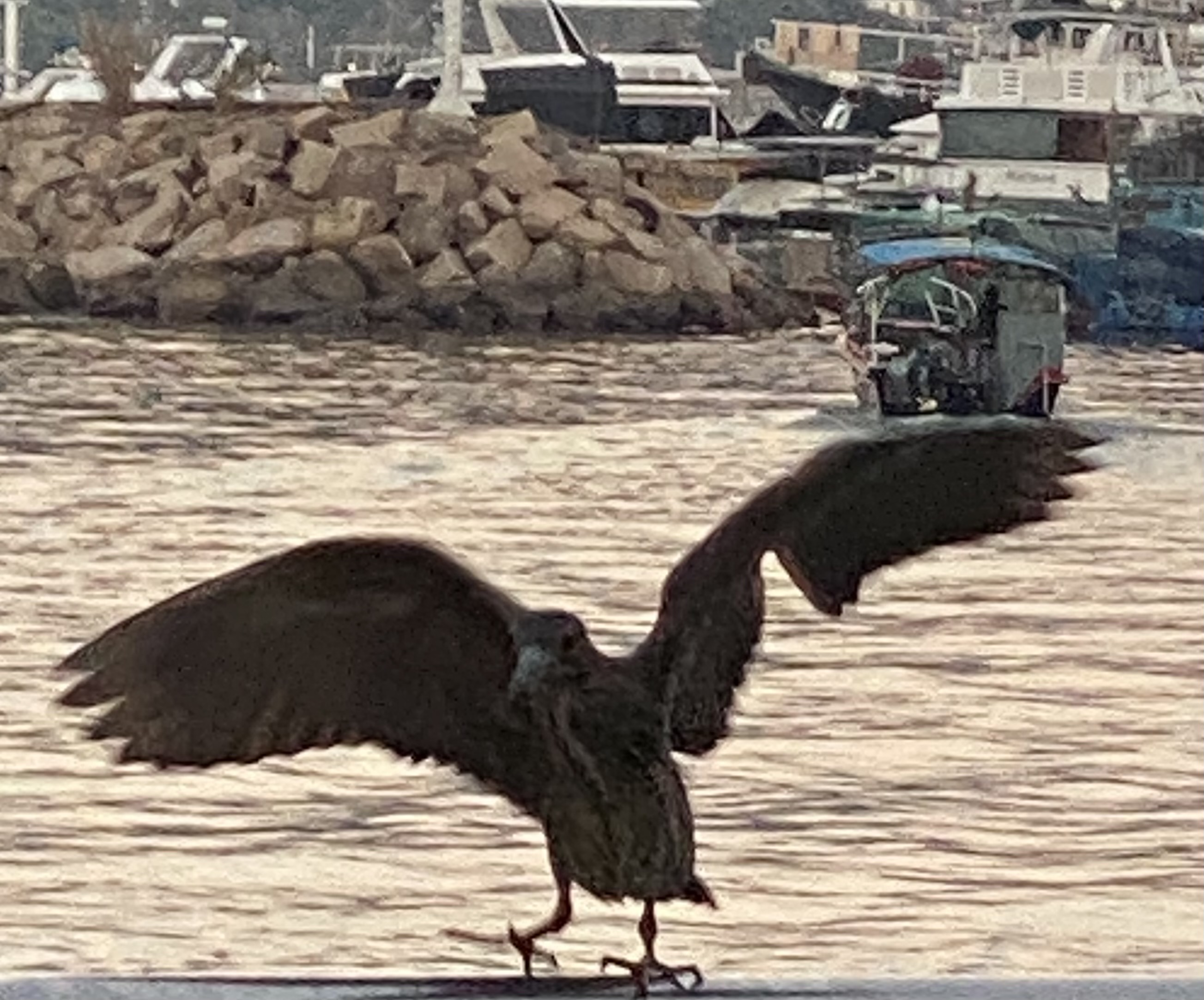 Young heron on a railing stretching its wings, some feathers missing from its right wing.